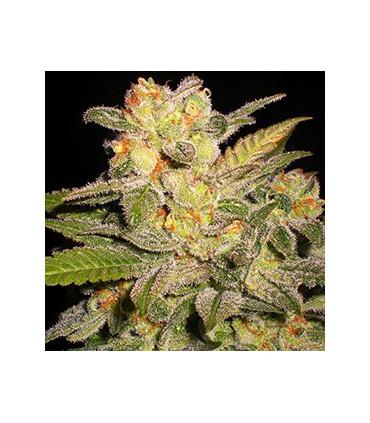 Northern Light Auto (G13 Labs)