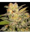 Northern Light Auto