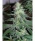 AK 48