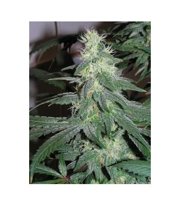 AK 48