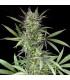 Blue Venom (G13 Labs)