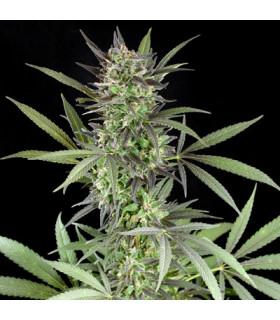 Blue Venom (G13 Labs)