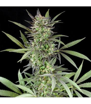 Blue Venom (G13 Labs)