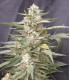 Lemon Amber Kush (G13 Labs)