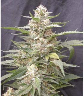 Lemon Amber Kush (G13 Labs)