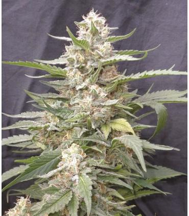Lemon Amber Kush (G13 Labs)