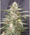Lemon Amber Kush