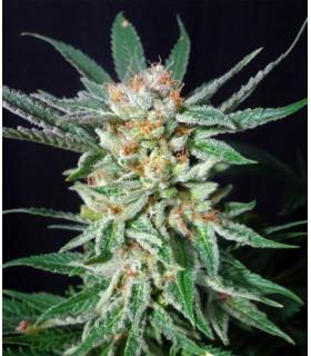 Orange Cinnamon Swirl (G13 Labs)