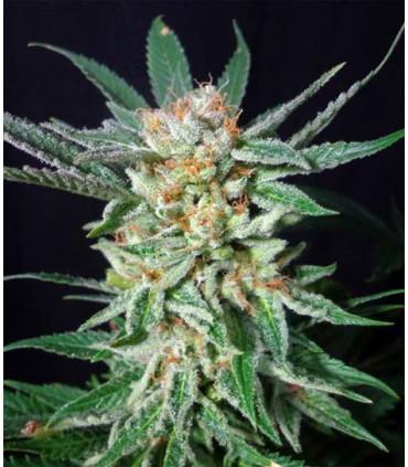 Orange Cinnamon Swirl (G13 Labs)
