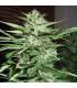 Pineapple Express (G13 Labs)
