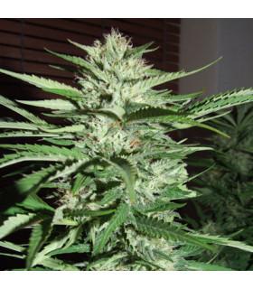 Pineapple Express (G13 Labs)