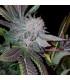 White Strawberries (G13 Labs)