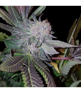 White Strawberries (G13 Labs)