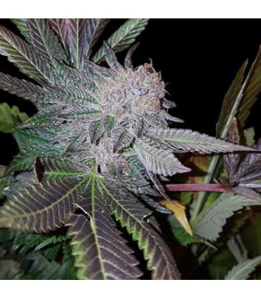 White Strawberries (G13 Labs)