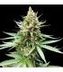 Blue OG (G13 Labs)