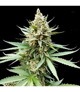 Blue OG (G13 Labs)