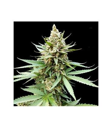 Blue OG (G13 Labs)