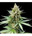 Blue OG