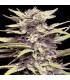 Blueberry Gum (G13 Labs)
