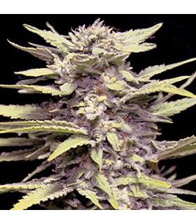 Blueberry Gum (G13 Labs)