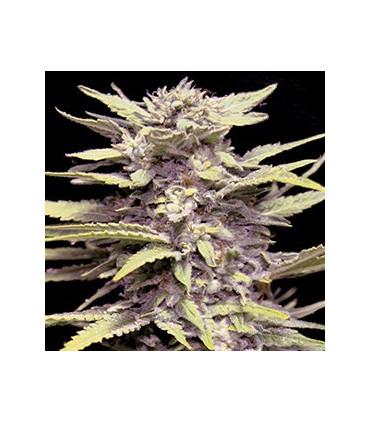 Blueberry Gum (G13 Labs)