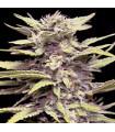 Blueberry Gum