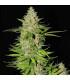 Blueberry Gum 2 (G13 Labs)