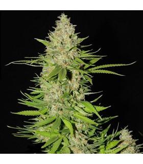 Blueberry Gum 2 (G13 Labs)