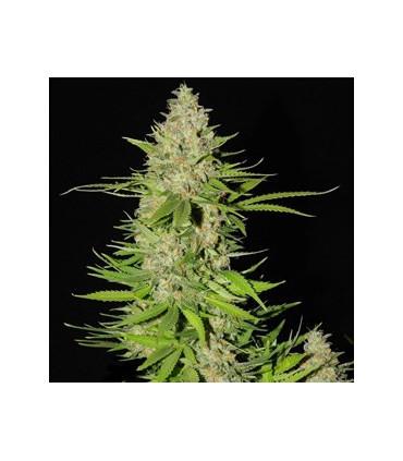 Blueberry Gum 2 (G13 Labs)