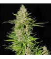 Blueberry Gum 2