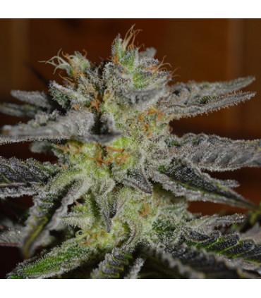 Double Black (G13 Labs)