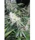 White Widow