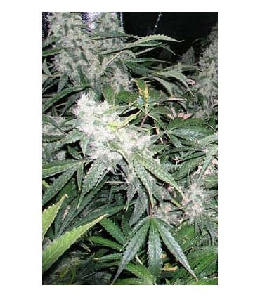 White Widow