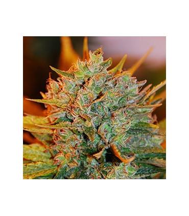Gigabud (G13 Labs)