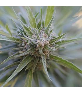 Midnight Kush (G13 Labs)