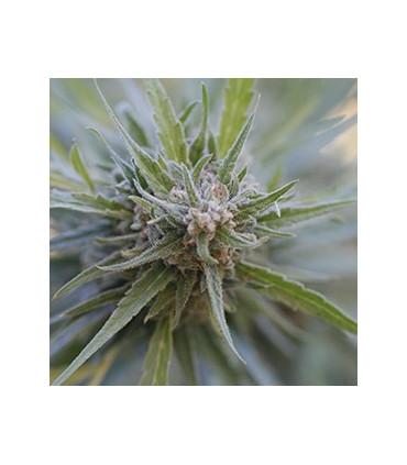 Midnight Kush (G13 Labs)