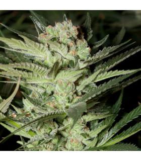 Mozzarella (G13 Labs)