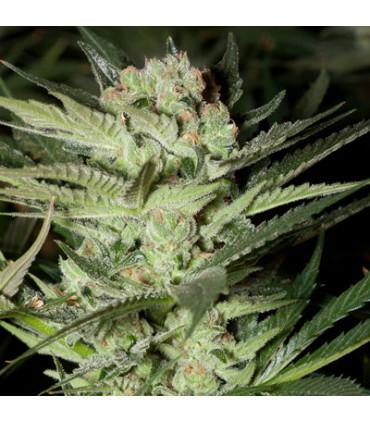 Mozzarella (G13 Labs)