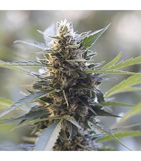 Northern Lights x Skunk (G13 Labs)