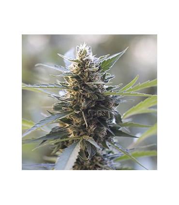 Northern Lights x Skunk (G13 Labs)