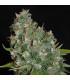 OG 13 (G13 Labs)