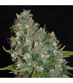 OG 13 (G13 Labs)
