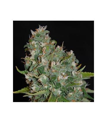 OG 13 (G13 Labs)