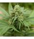 Pineapple Express 2 (G13 Labs)
