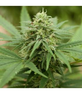Pineapple Express 2 (G13 Labs)