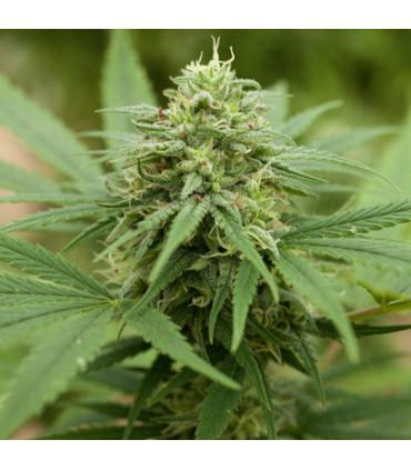 Pineapple Express 2 (G13 Labs)