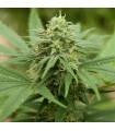 Pineapple Express 2
