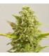 Royal Kush (G13 Labs)