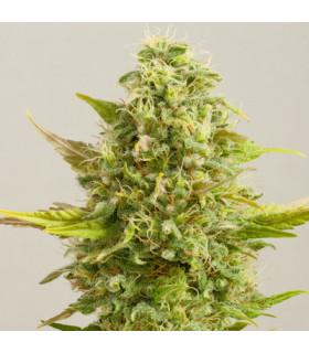 Royal Kush (G13 Labs)