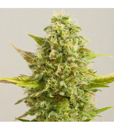 Royal Kush (G13 Labs)